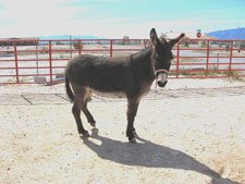 Black-Bart-3-Canon--3-10-0