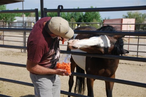 Swan wanting more carrots